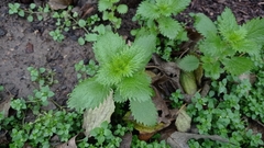 Urtica urens