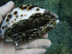 Cypraea tigris