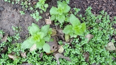 Urtica urens