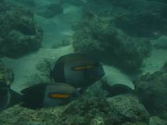 Acanthurus olivaceus