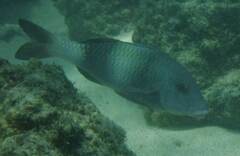 Parupeneus insularis