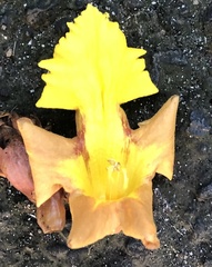 Gmelina