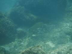 Thalassoma trilobatum