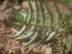 Crassula tetragona