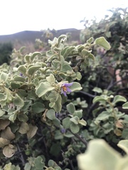 Solanum tomentosum
