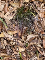 Piptochaetium avenaceum