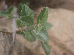 Grewia robusta