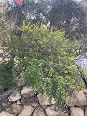 Myrtus communis