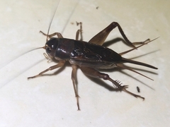 Teleogryllus mitratus