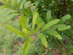 Ozoroa sphaerocarpa