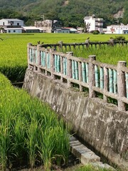 Acridotheres javanicus