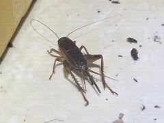 Teleogryllus mitratus