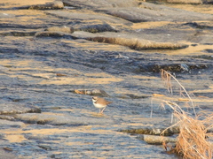 Charadrius placidus