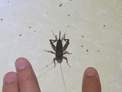 Teleogryllus mitratus