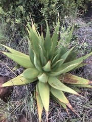 Aloe broomii