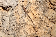 Phoenicolacerta laevis