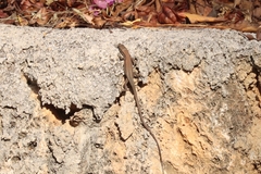 Phoenicolacerta laevis