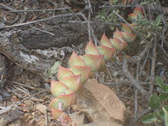 Crassula perforata