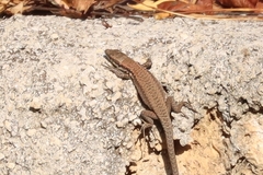 Phoenicolacerta laevis