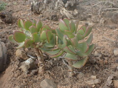 Crassula ovata