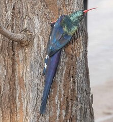 Phoeniculus purpureus marwitzi