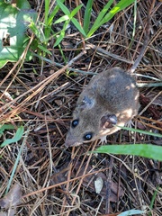 Peromyscus polionotus
