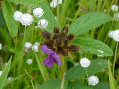 Flemingia nilgheriensis