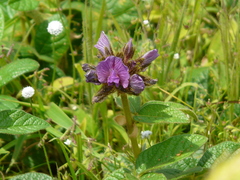 Flemingia nilgheriensis