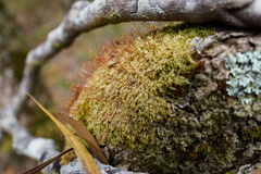 Sematophyllaceae