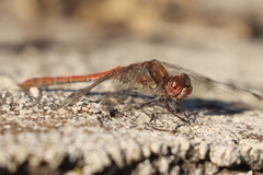 Sympetrum