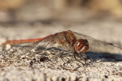 Sympetrum