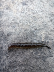 Cybister lateralimarginalis