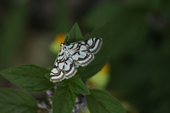 Nymphula nitidulata
