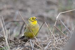 Emberiza citrinella × leucocephalos