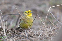 Emberiza citrinella × leucocephalos
