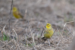 Emberiza citrinella × leucocephalos