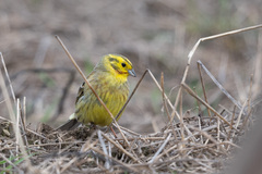 Emberiza citrinella × leucocephalos