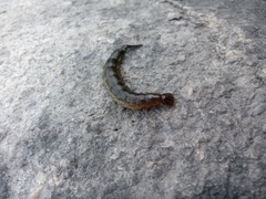 Cybister lateralimarginalis