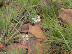 Asclepias