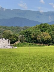 Dicrurus macrocercus