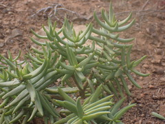 Crassula tetragona