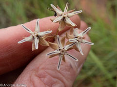 Asclepias