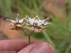 Asclepias