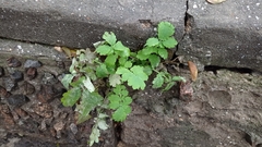 Chelidonium majus