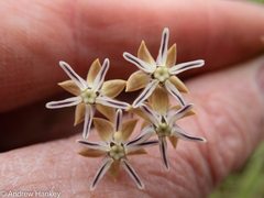 Asclepias