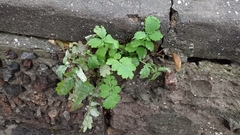 Chelidonium majus