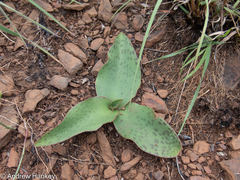 Ledebouria ovatifolia ovatifolia