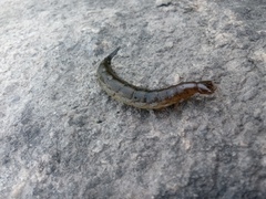 Cybister lateralimarginalis