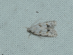 Symmoca signatella