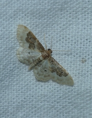 Idaea rusticata